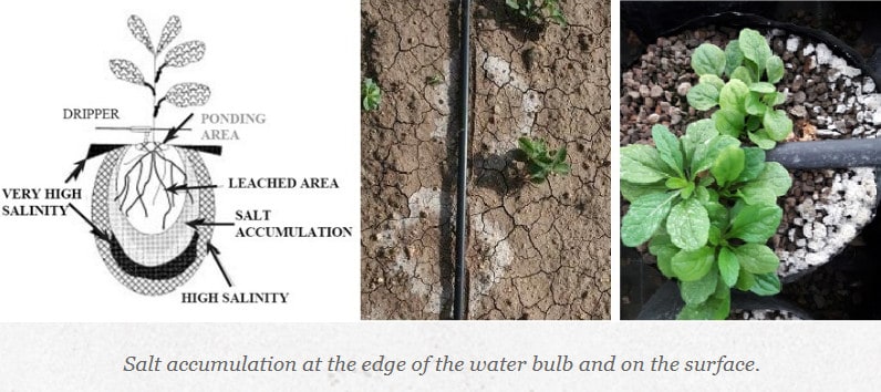 liquid fertilizer through drip irrigation