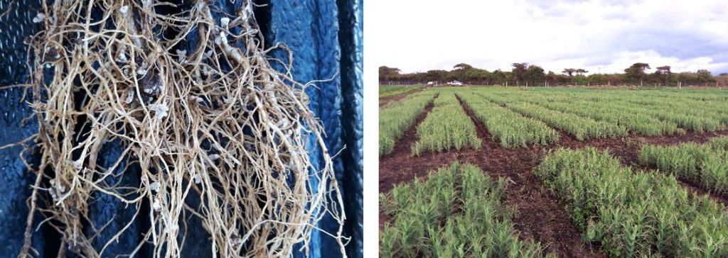 nutrition crop field trials