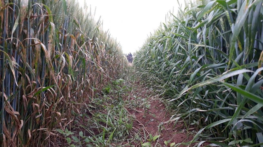 wheat variety crop field trials
