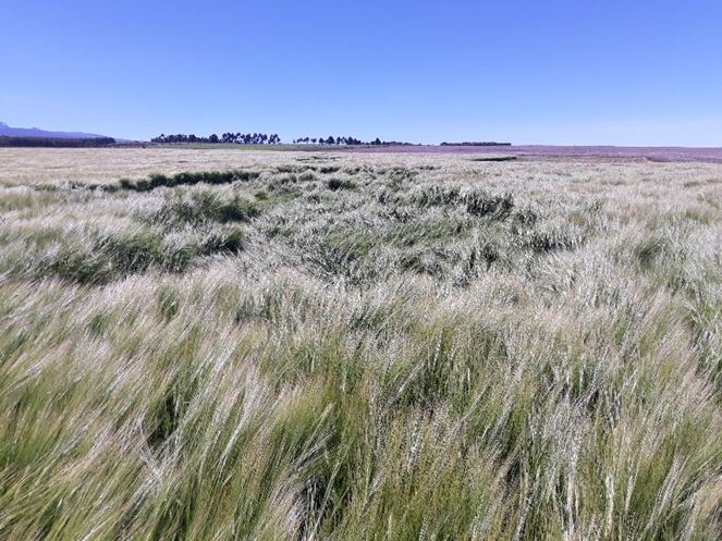 effect of lodging in cereals