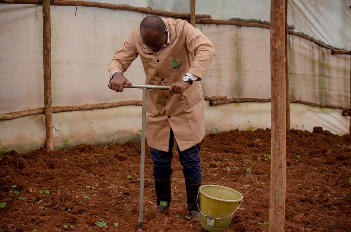 Greenhouse Soil Tips For Beginners Cropnuts