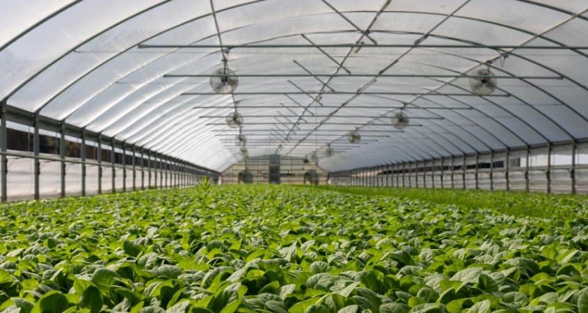 Greenhouse Soil Tips For Beginners