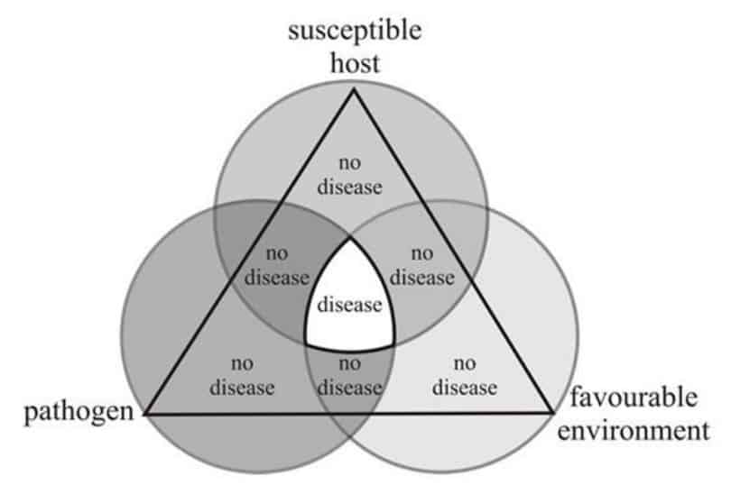 plant nutrition its role in insect pest and plant disease control