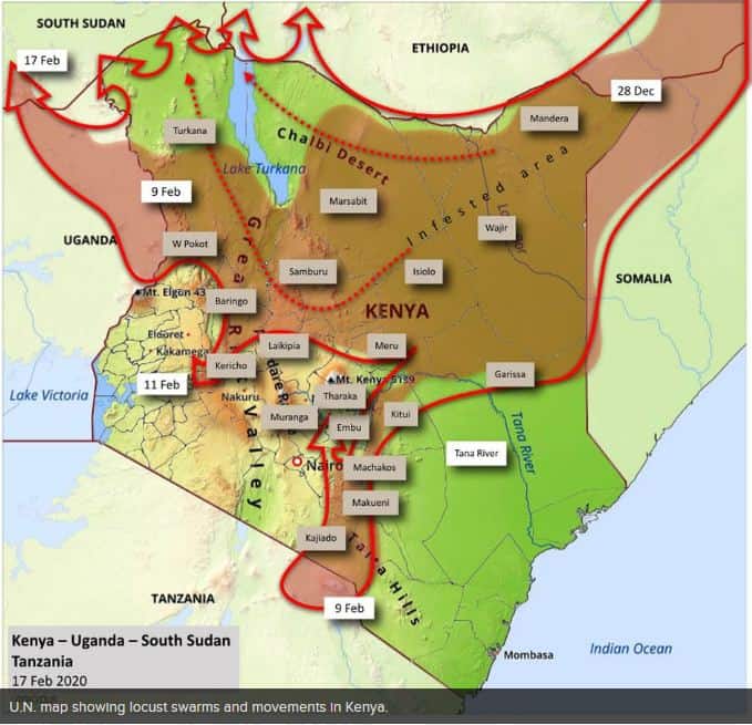 locust in bungoma nakuru nyeri laikipia nyandarua muhoroni kitui meru kenya east africa