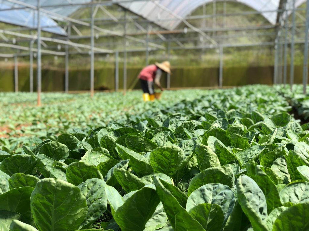 growing flowers vegetables in a greenhouse