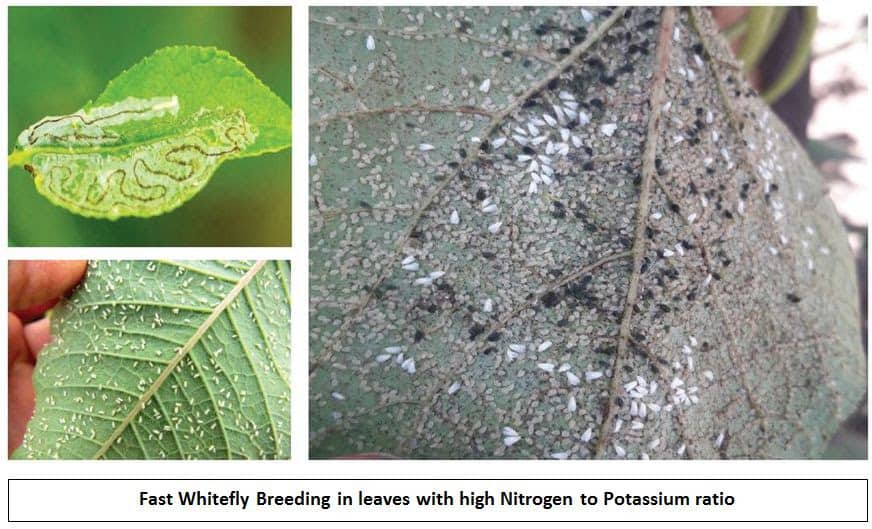 role of nutrients in controlling plant diseases