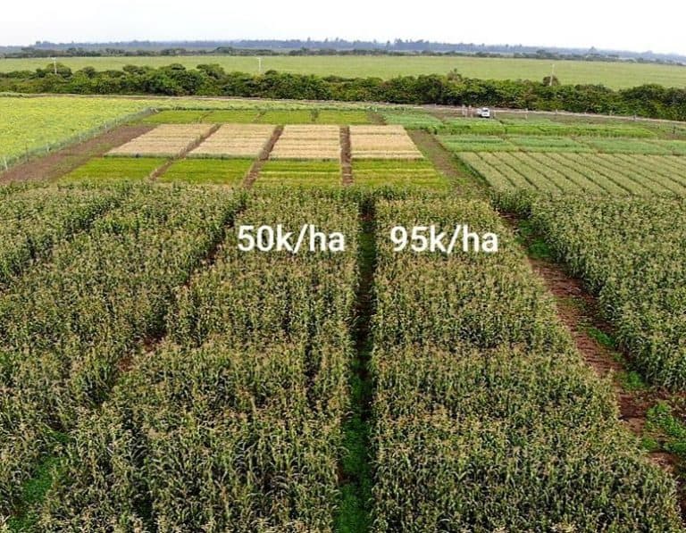 Maize Plant Populations Cropnuts maize-plant-populations-cropnuts