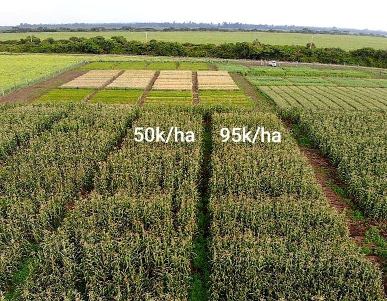 how many maize plants per acre hectare