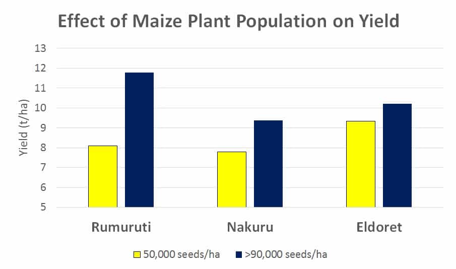 effect of spacing on maize yield corn plant population