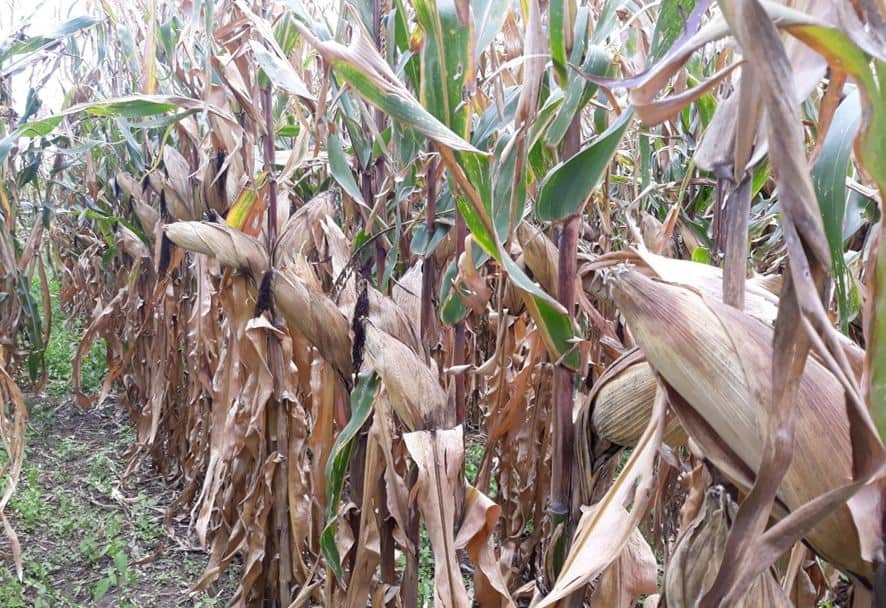 seed rate and spacing of maize plant population