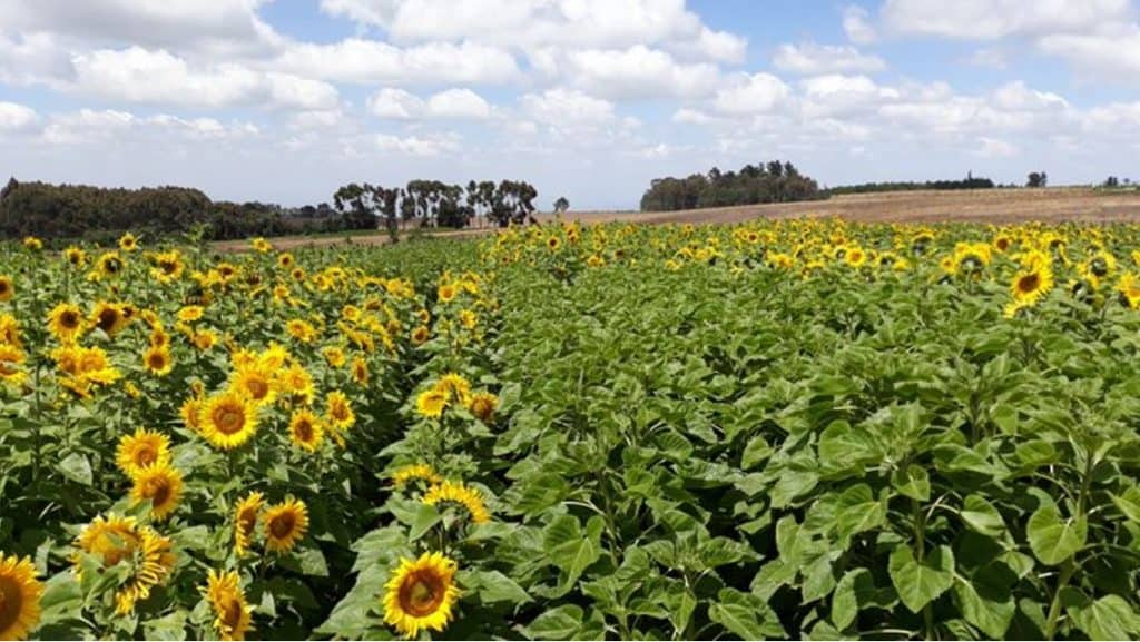 corn maize wheat barley input costs