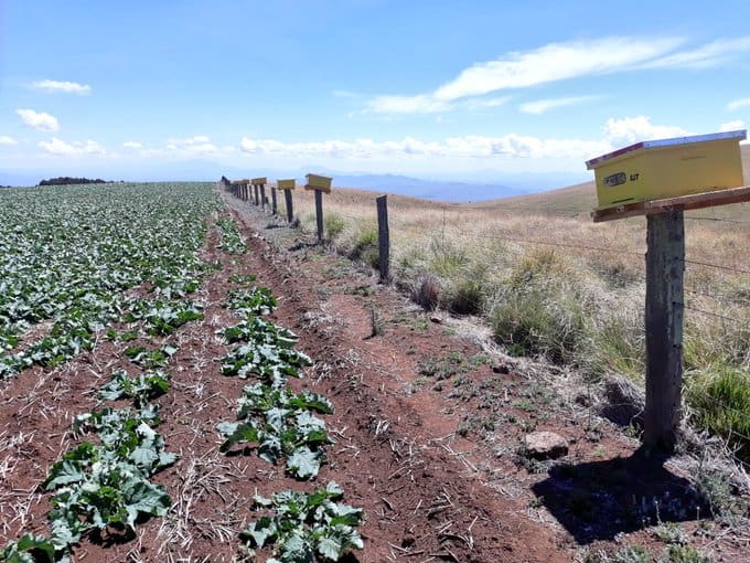 importance of bees in the farming ecosystem