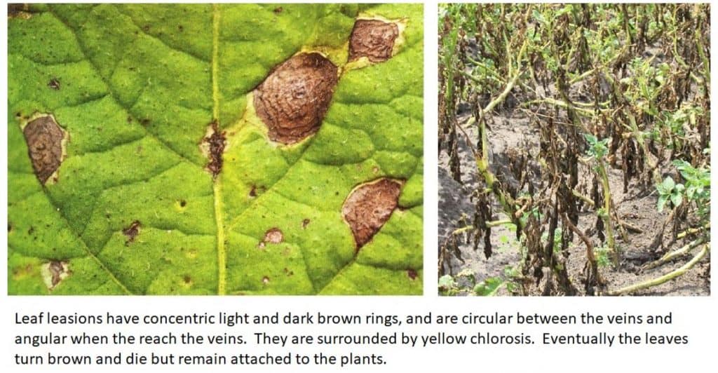 alternaria solani potato diseases