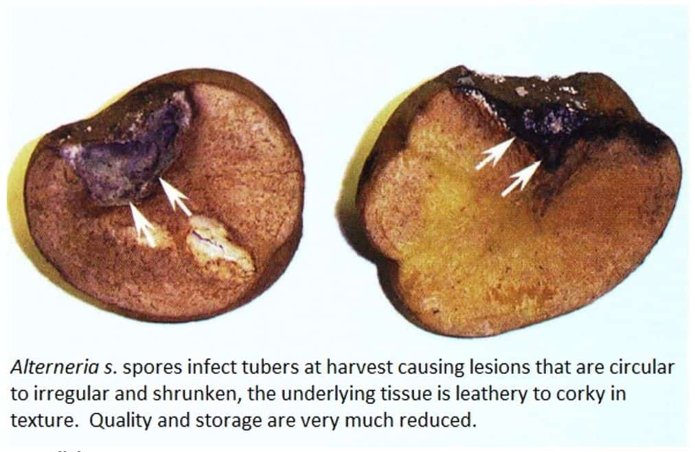 early blight of potato diseases