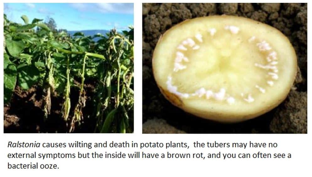 bacterial disease of potato