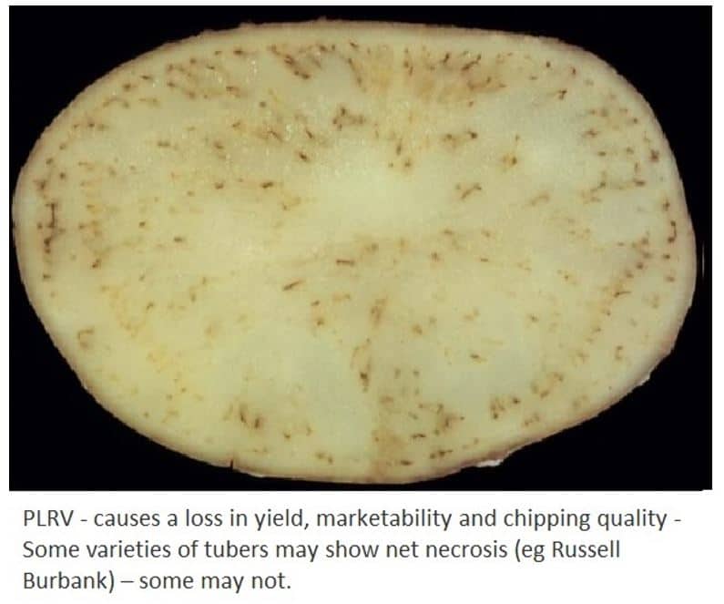 potato leafroll virus
