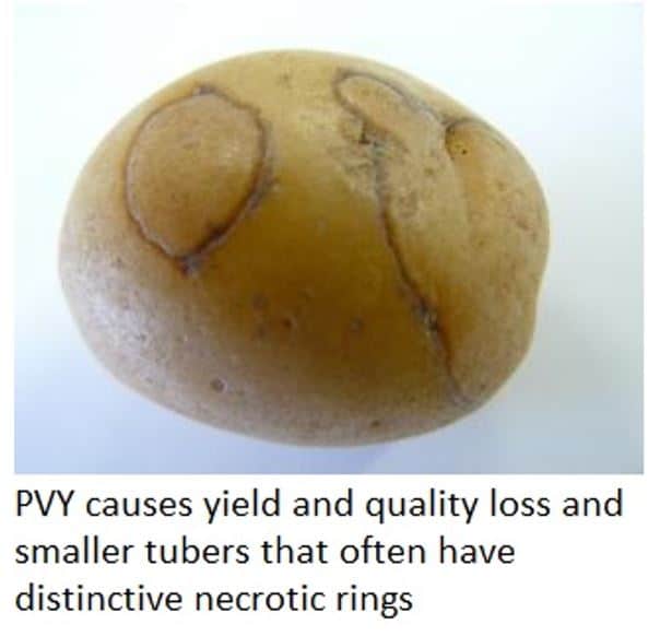 potato virus Y treatment