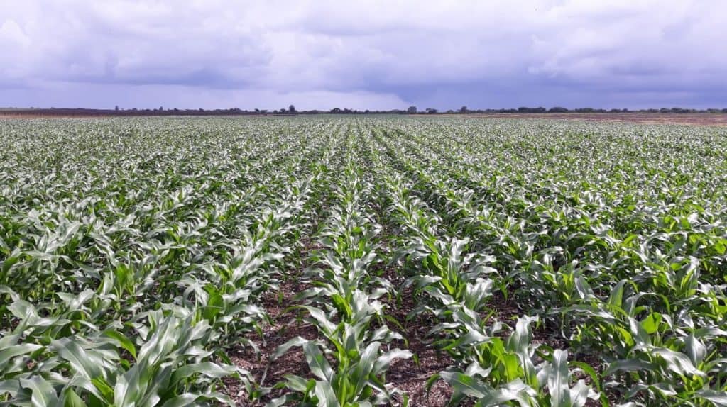 governor maize herbicide spray program