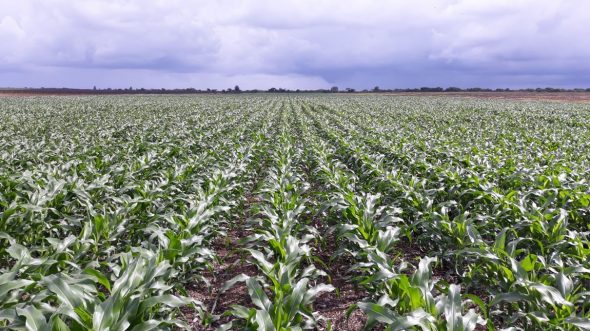 Weed Control in Maize Farming - Cropnuts