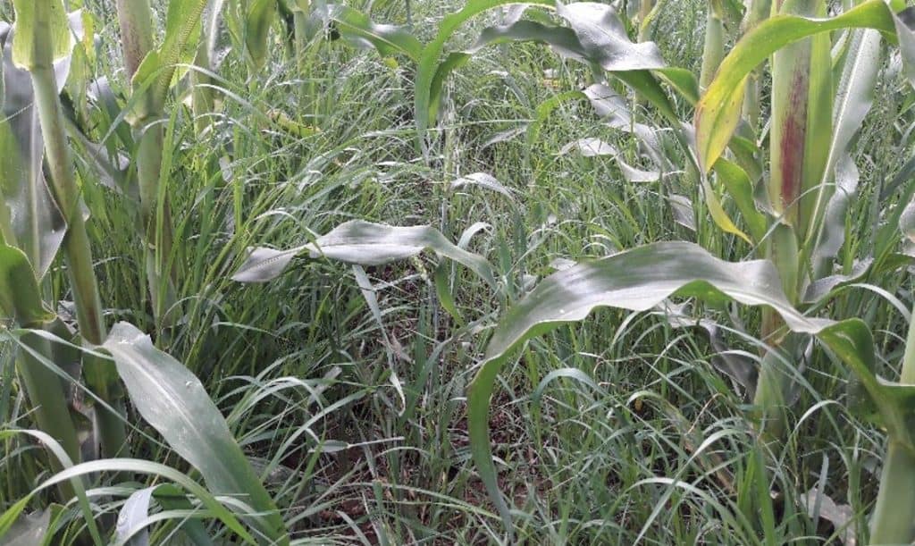 maize weed chemical control methods management