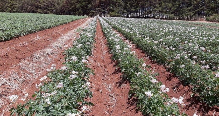 Best Ways to Control Weeds In Potato Farming