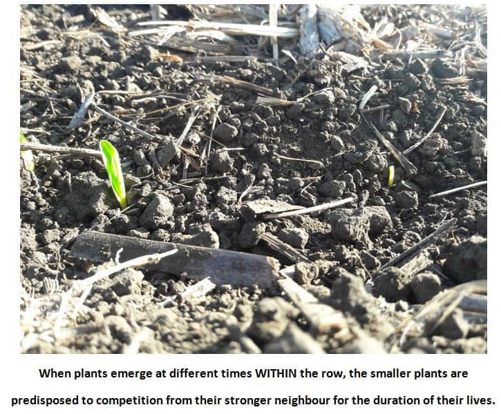 maize wheat barley seed germination