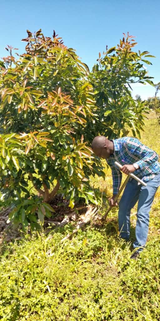 how to prepare soil for planting avocado tree