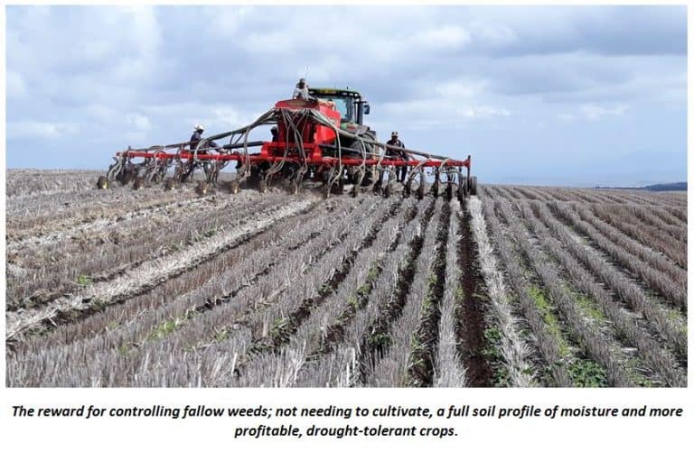 Get The Best From Sunflowers & Herbicides Cropnuts