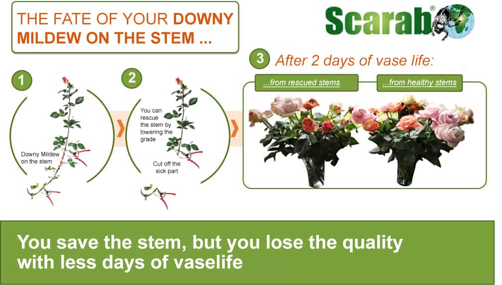 downy mildew fungicide