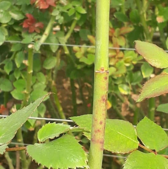 downy mildew on rose stems