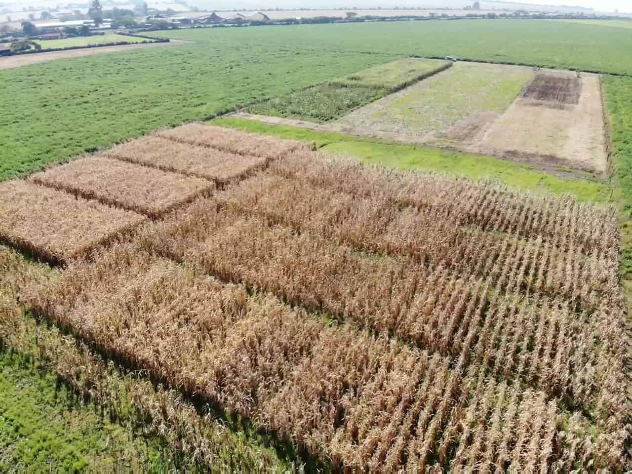 22.5 Bags Of Maize From 0.42 Acres Hope For Farmers Across The