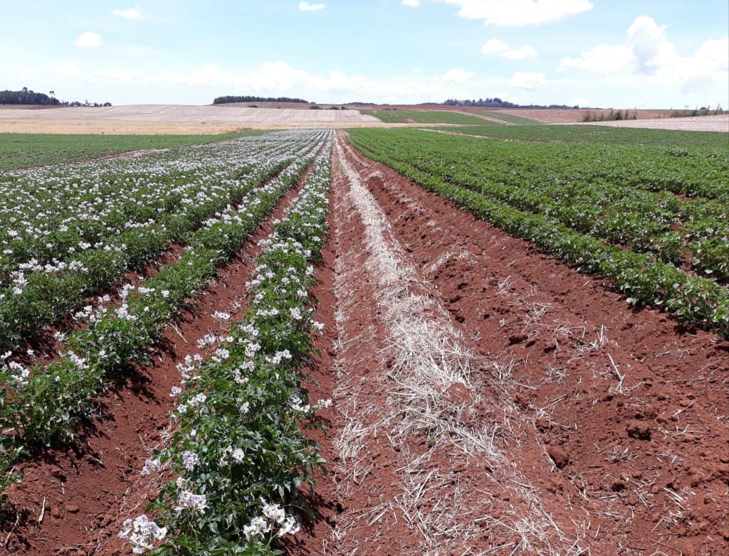 voyager potato variety