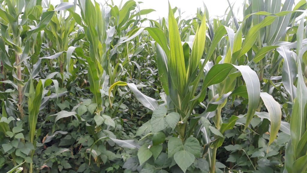 rosecoco beans farming in kenya