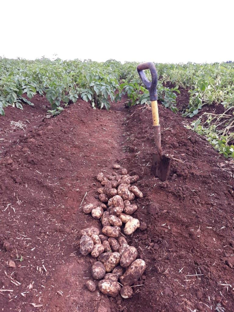 voyager potato variety