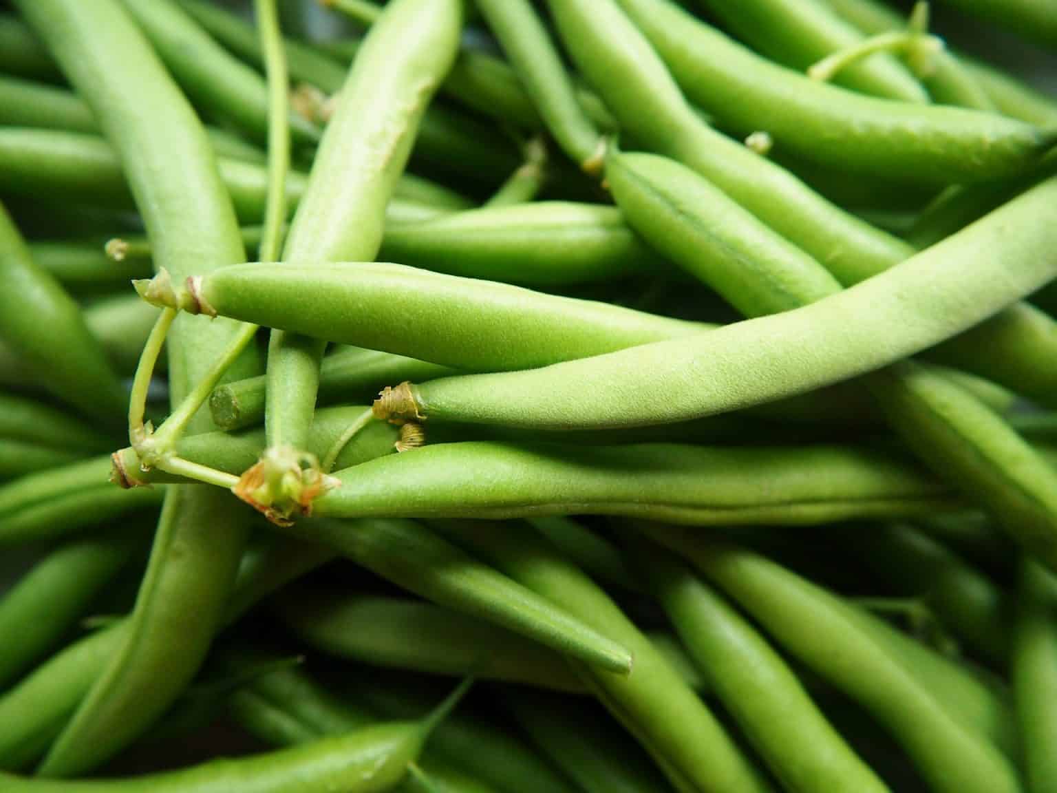 French Beans Farming Guide Cropnuts