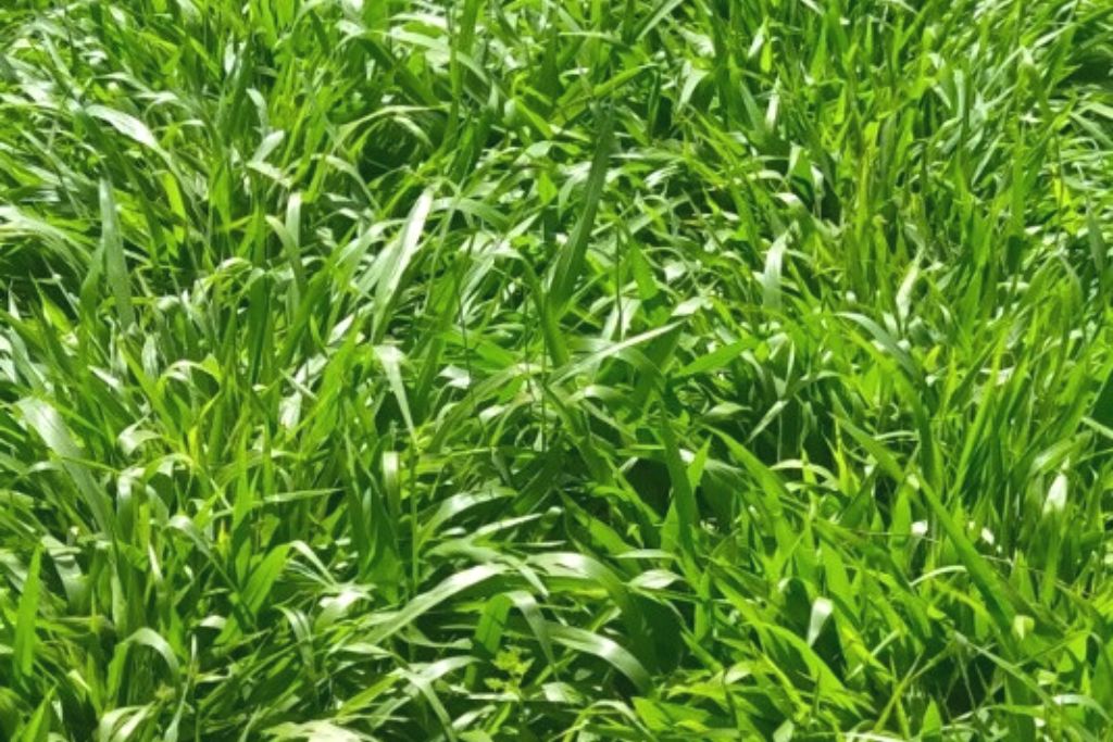 cover crops benefits