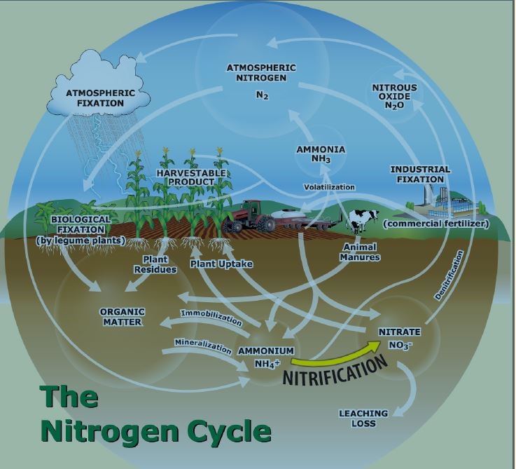 The Nitrogen Cycle