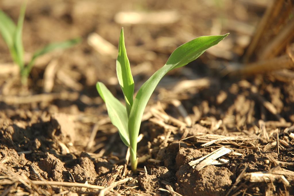 Maize seed germination