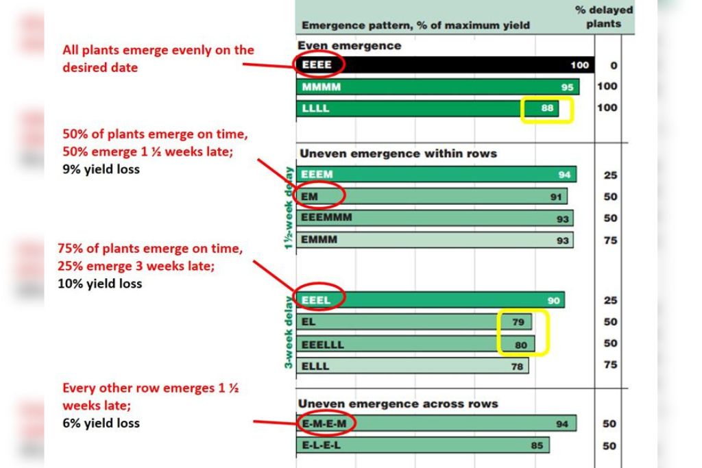 Effects of Uneven Seedling Emergence in Maize