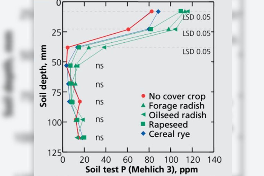 Soil testing for maize