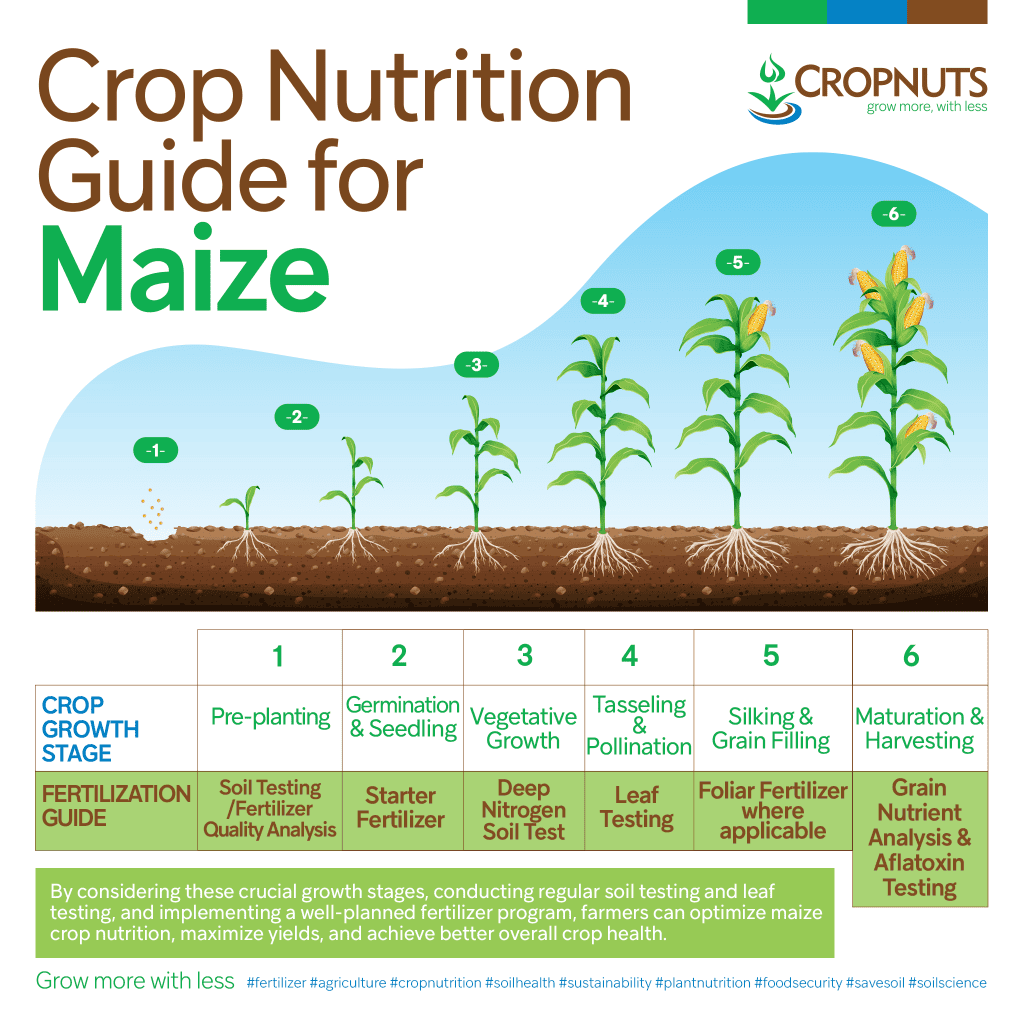 maize crop nutrition guide