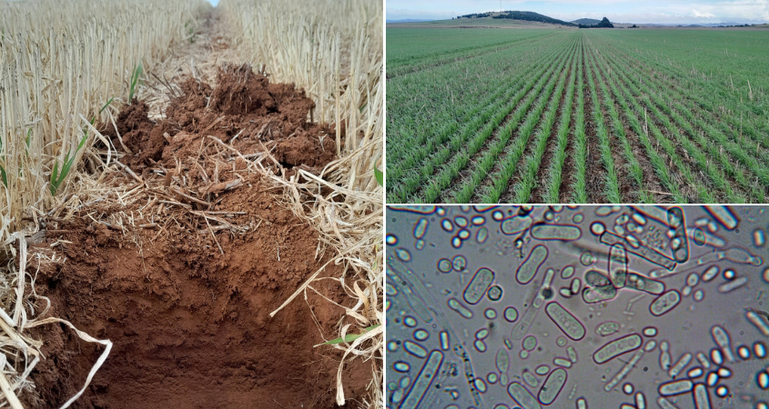 Role of Microorganisms in Enhancing Nutrient Availability to Plants