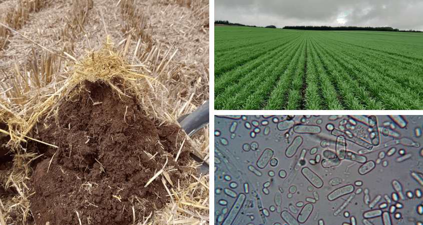 Impact of Soil Microbiome on Plant Disease Control
