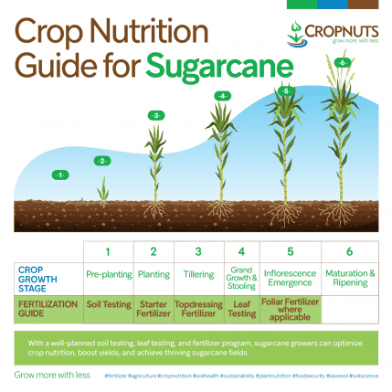 Crop Nutrition Guide For Sugarcane - Cropnuts