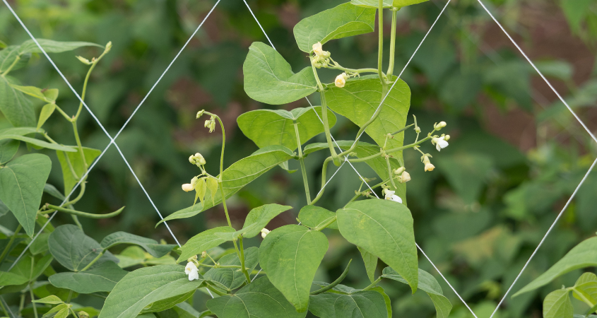 Crop Nutrition Guide For Common Beans