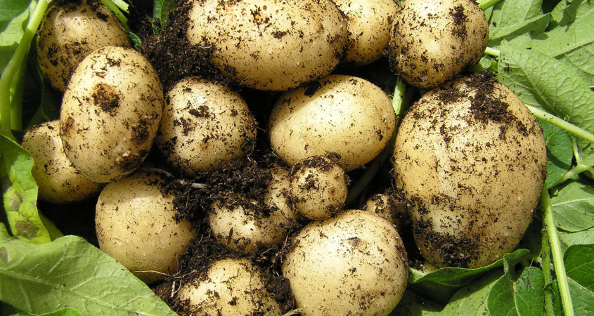 Crop Nutrition Guide For Irish Potato