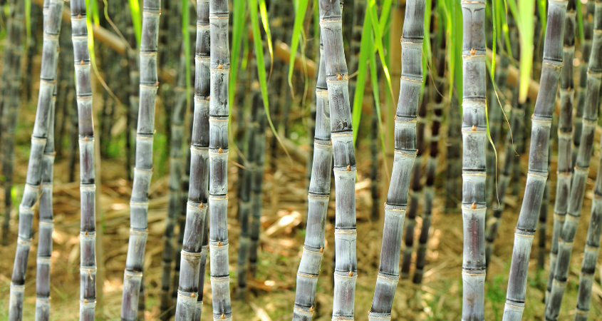 Crop Nutrition Guide For Sugarcane
