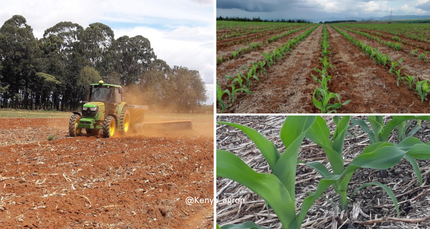 Significance of Proper Land Preparation For Maize Cultivation