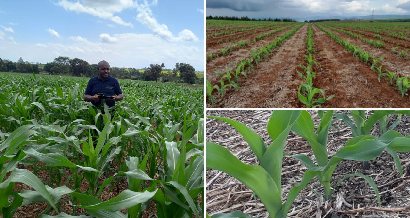 The Stages Involved In Maize Land Preparation