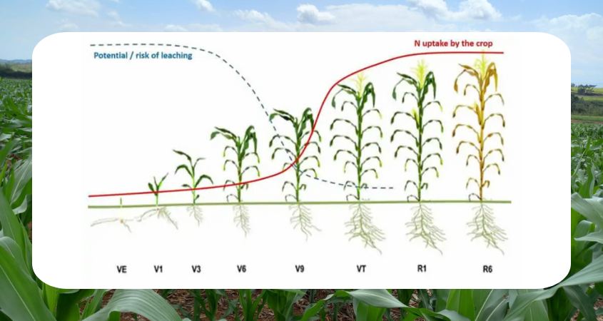 The Impact of Nitrogen Application at Different Maize Growth Stages